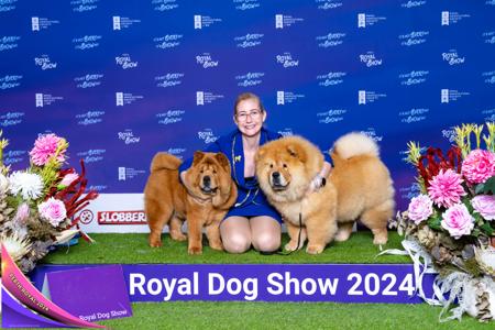 Chow Chow for sale by SHERAE