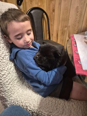 Chow Chow for sale by SHERAE