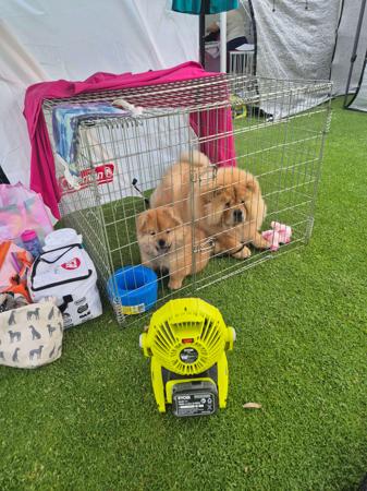 Chow Chow for sale by SHERAE