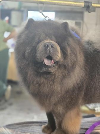 Chow Chow for sale by SHERAE