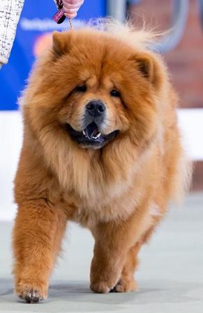 Chow Chow for sale by SHERAE
