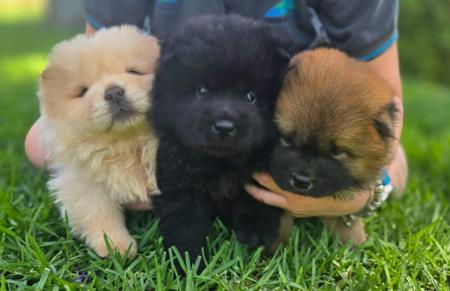 Chow Chow for sale by SHERAE