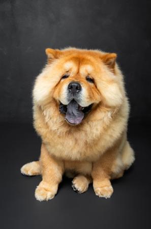 Chow Chow for sale by SHERAE