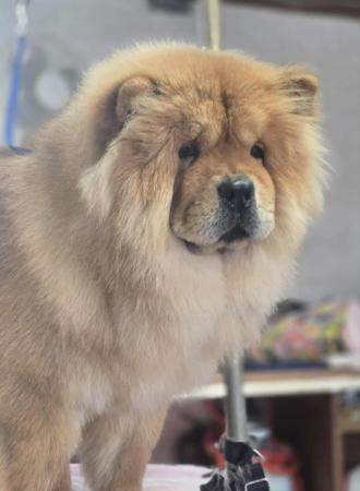 Chow Chow for sale by SHERAE