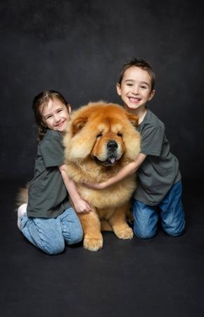 Chow Chow for sale by SHERAE