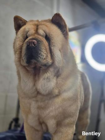 Chow Chow for sale by SHERAE