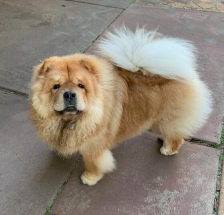 Chow Chow for sale by SHERAE