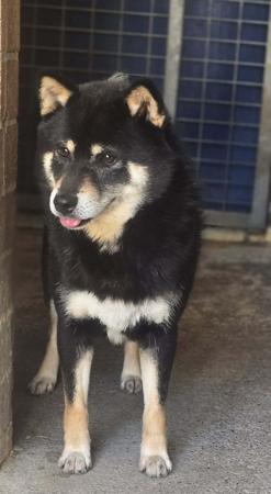 Shiba Inu for sale by SHERAE