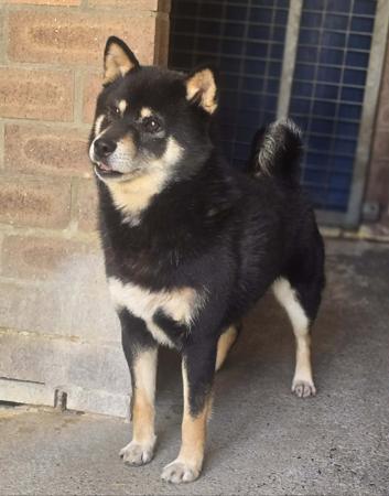 Shiba Inu for sale by SHERAE