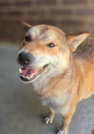 Shiba Inu for sale by SHERAE