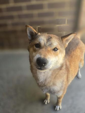 Shiba Inu for sale by SHERAE