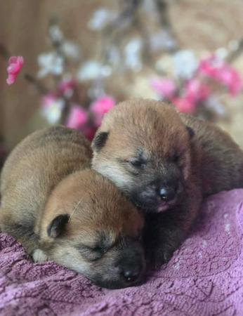 Shiba Inu for sale by SHERAE