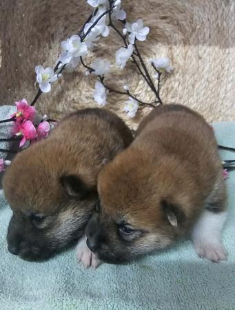 Shiba Inu for sale by SHERAE