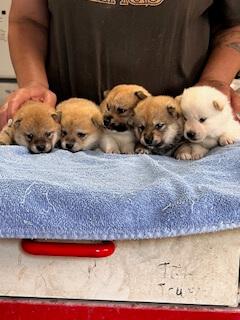 Shiba Inu for sale by SHERAE