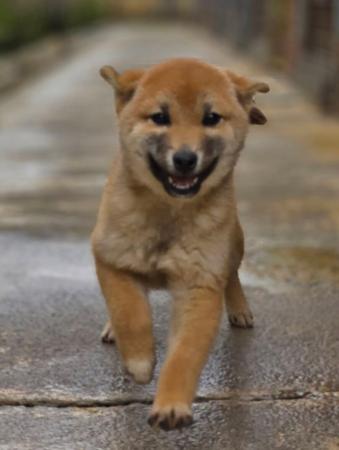 Shiba Inu for sale by SHERAE
