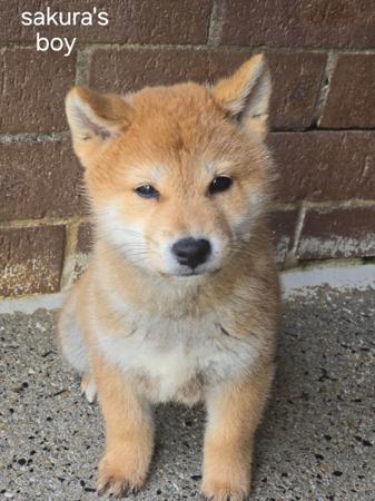 Shiba Inu for sale by SHERAE