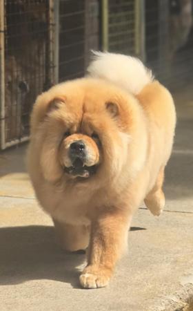 Chow Chow for sale by SHERAE