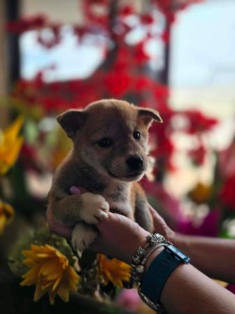 Shiba Inu puppy for sale by SHERAE