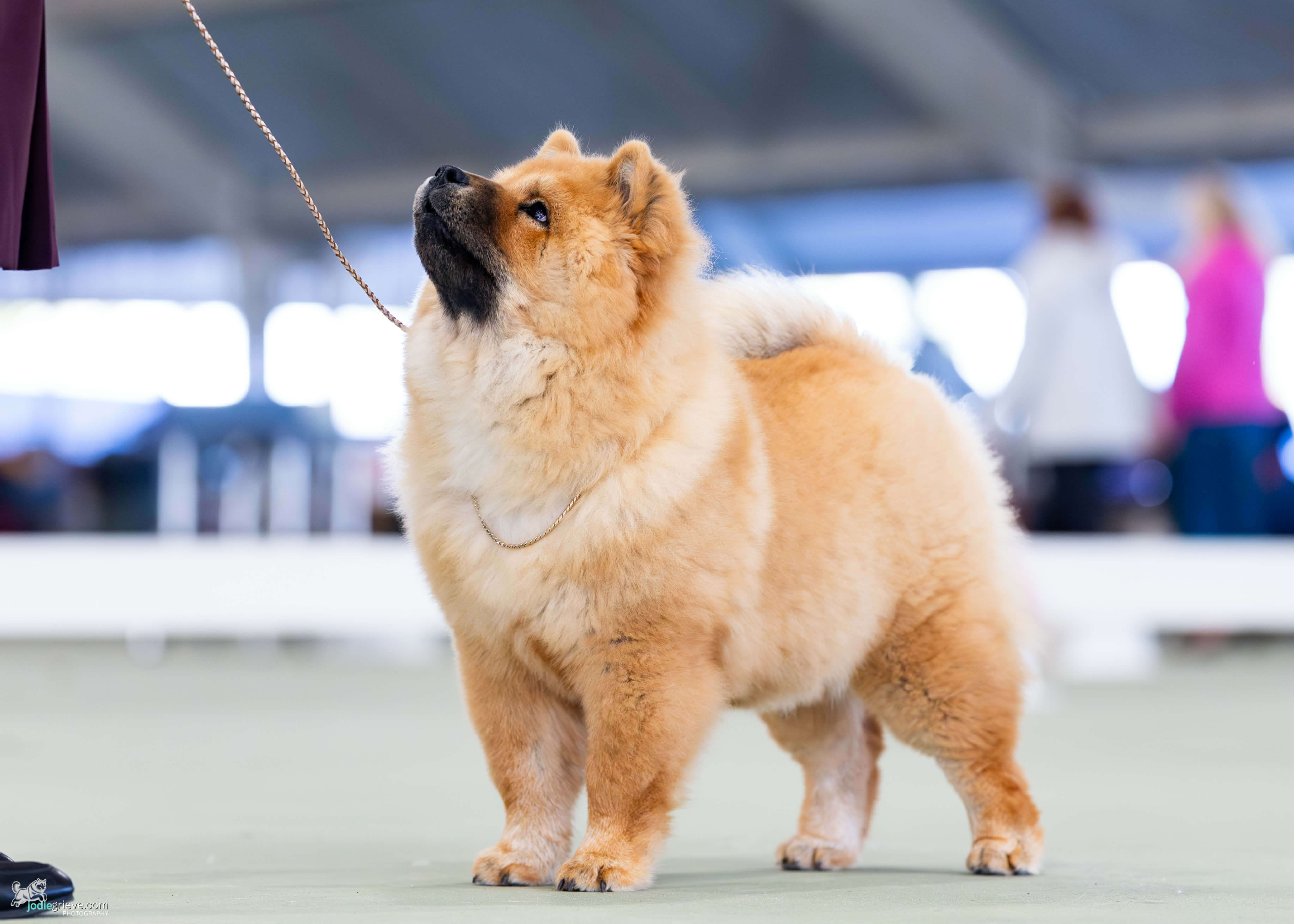Sherae Ruby Reds Xmas Teddy Chow Chow - Owned by Sherae Kennels & J ...