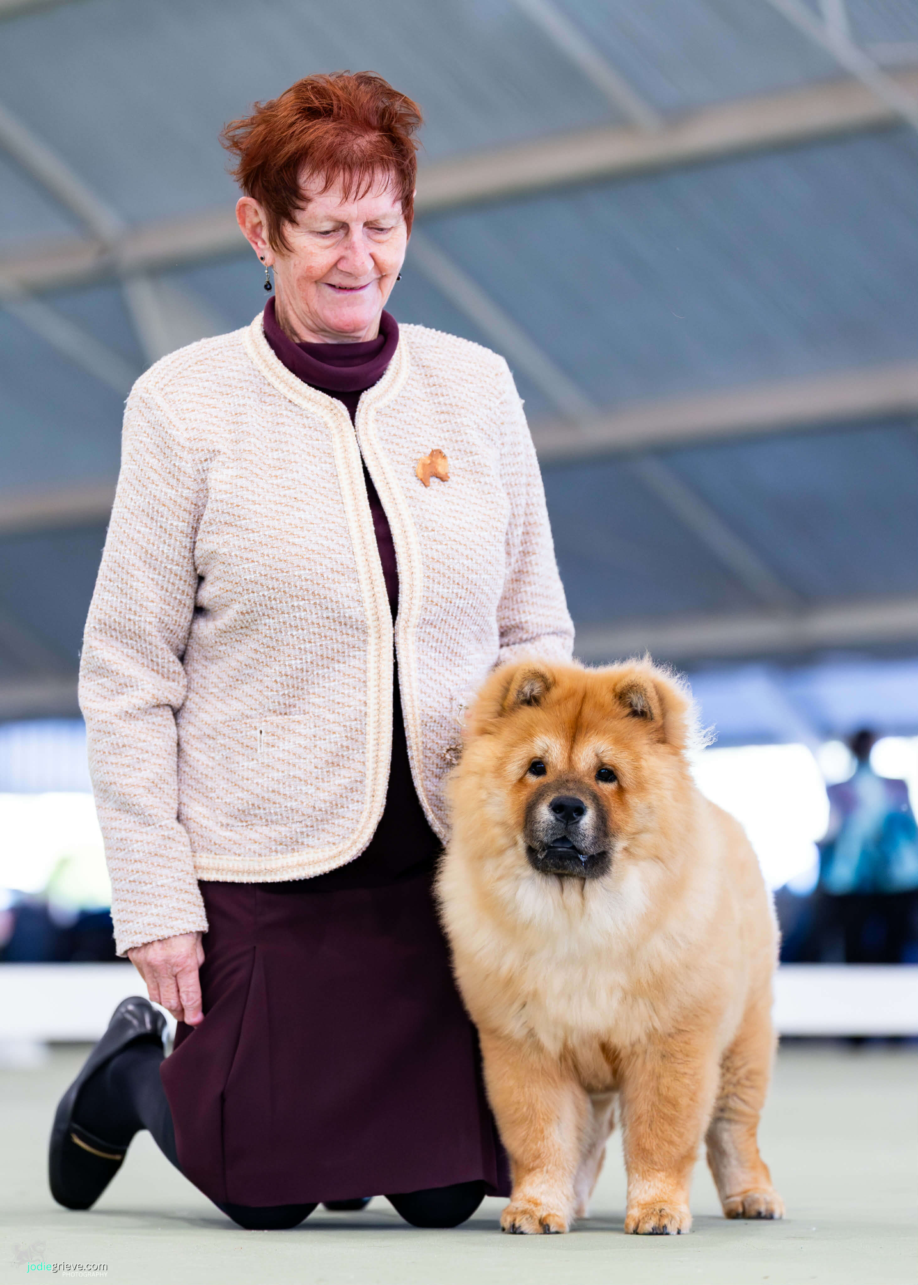 Sherae Ruby Reds Xmas Teddy Chow Chow - Owned by Sherae Kennels & J ...