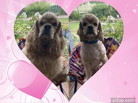 Cocker Spaniel (American) puppy for sale by CHARNNAH