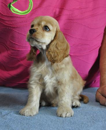 Cocker Spaniel (American) puppy for sale by CHARNNAH