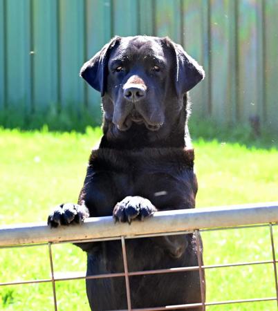 Labrador Retriever for sale by CONTANA