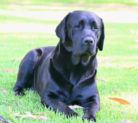 Labrador Retriever for sale by CONTANA