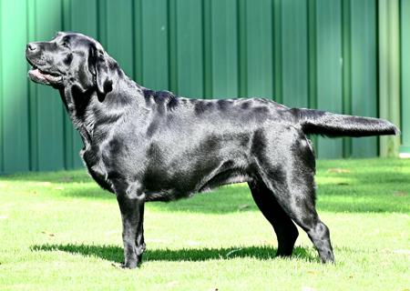 Labrador Retriever for sale by CONTANA