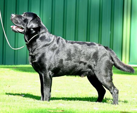 Labrador Retriever for sale by CONTANA