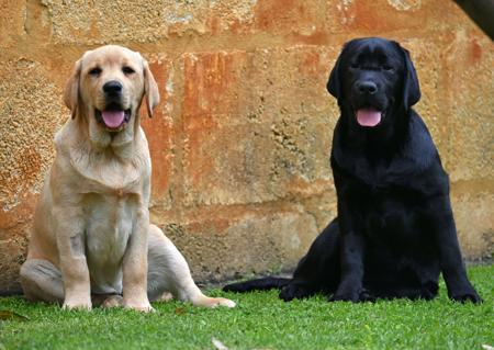 Labrador Retriever for sale by CONTANALABRADORS