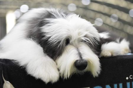 Bearded Collie for sale by BRIGADOON