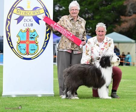 Bearded Collie for sale by KITIMAT