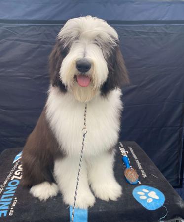 Bearded Collie for sale by KITIMAT