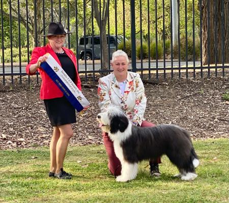 Bearded Collie for sale by KITIMAT
