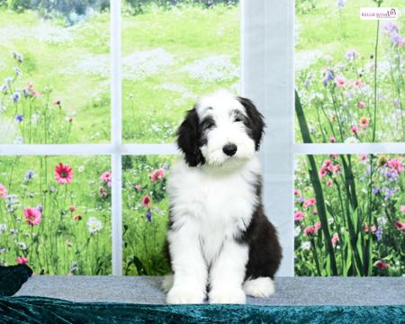 Bearded Collie for sale by KITIMAT