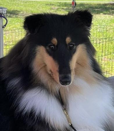 Collie (Rough) for sale by CRISTALAN