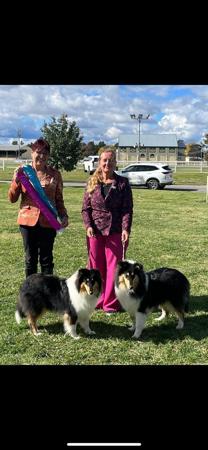 Collie (Rough) for sale by CRISTALAN