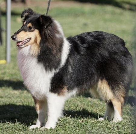 Collie (Rough) for sale by CRISTALAN