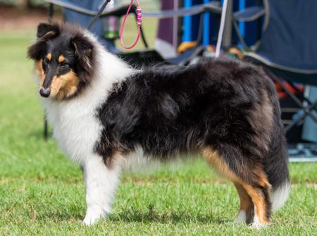 Collie (Rough) for sale by CRISTALAN