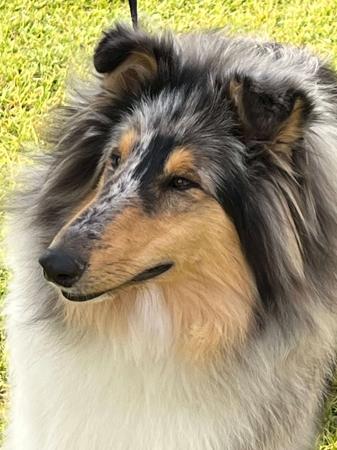 Collie (Rough) for sale by CRISTALAN