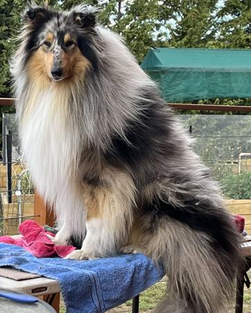 Collie (Rough) for sale by CRISTALAN