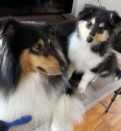 Collie (Rough) for sale by CRISTALAN