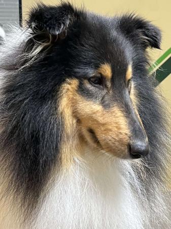 Collie (Rough) for sale by CRISTALAN