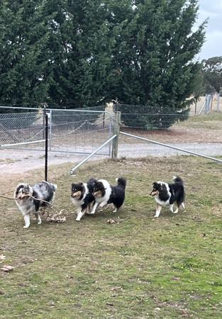 Collie (Rough) for sale by CRISTALAN