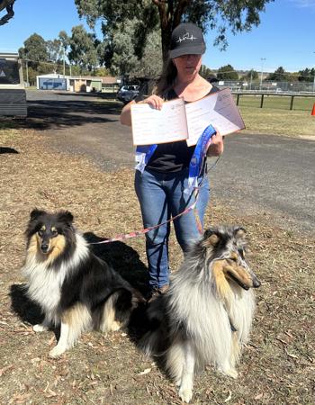 Collie (Rough) for sale by CRISTALAN