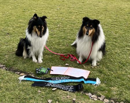 Collie (Rough) for sale by CRISTALAN