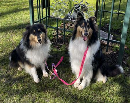 Collie (Rough) for sale by CRISTALAN