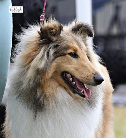 Cristalan Kick Start My Heart Collie (Rough)