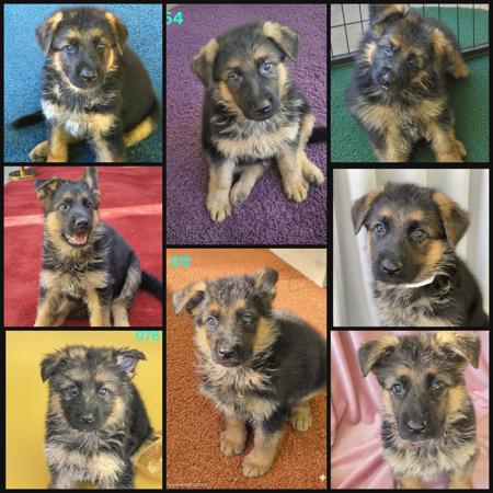 German Shepherd Dog puppy for sale by TONAKER